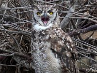 ek se  Spotted Eagle Owl - Frieda Prinsloo - 2013 : frieda